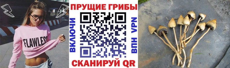 kraken вход Заинск Галлюциногенные грибы GOLDEN TEACHER